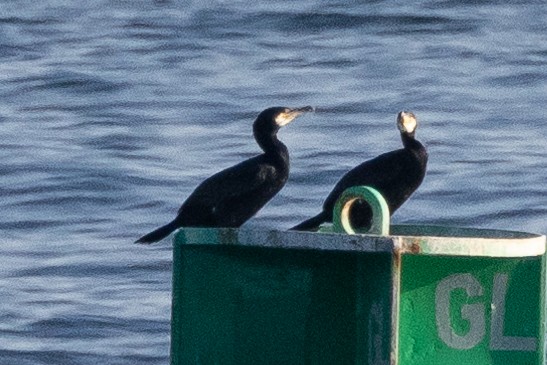 Great Cormorant - ML609442737