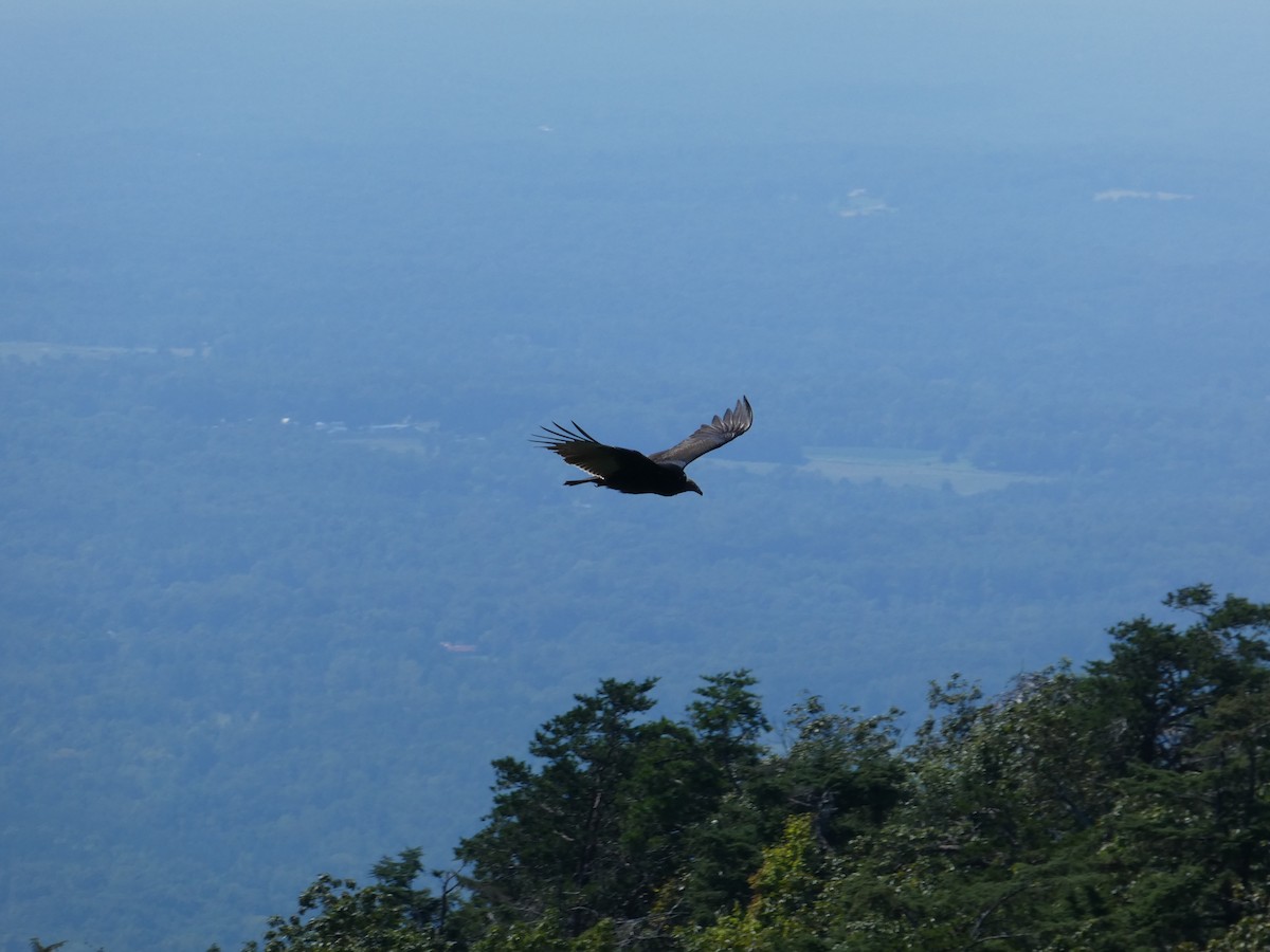 Turkey Vulture - ML609442818