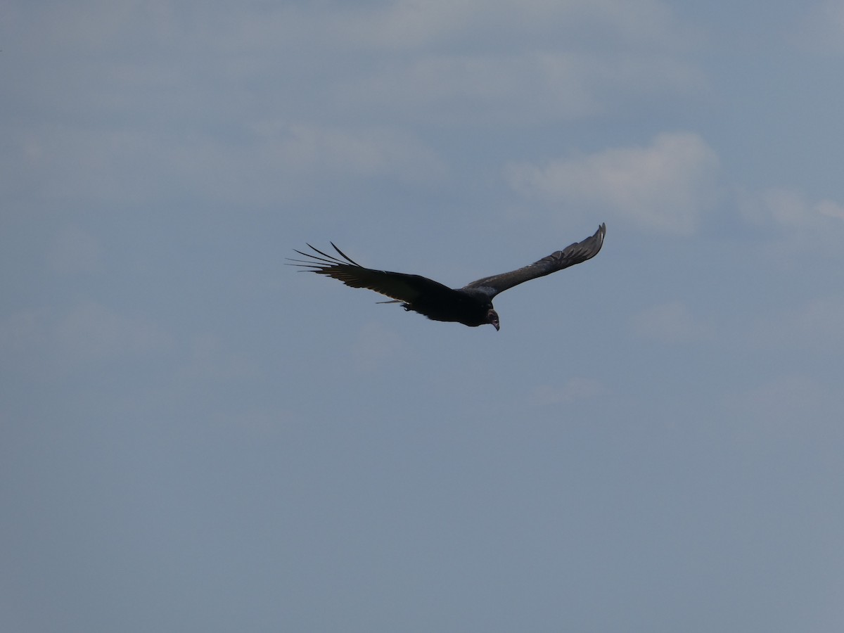 Turkey Vulture - ML609442822