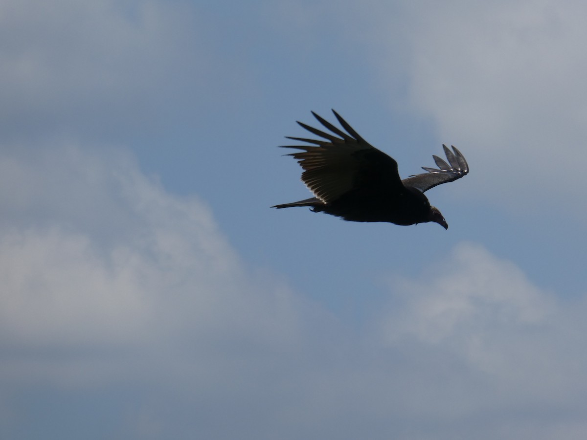 Turkey Vulture - Matt Crisler