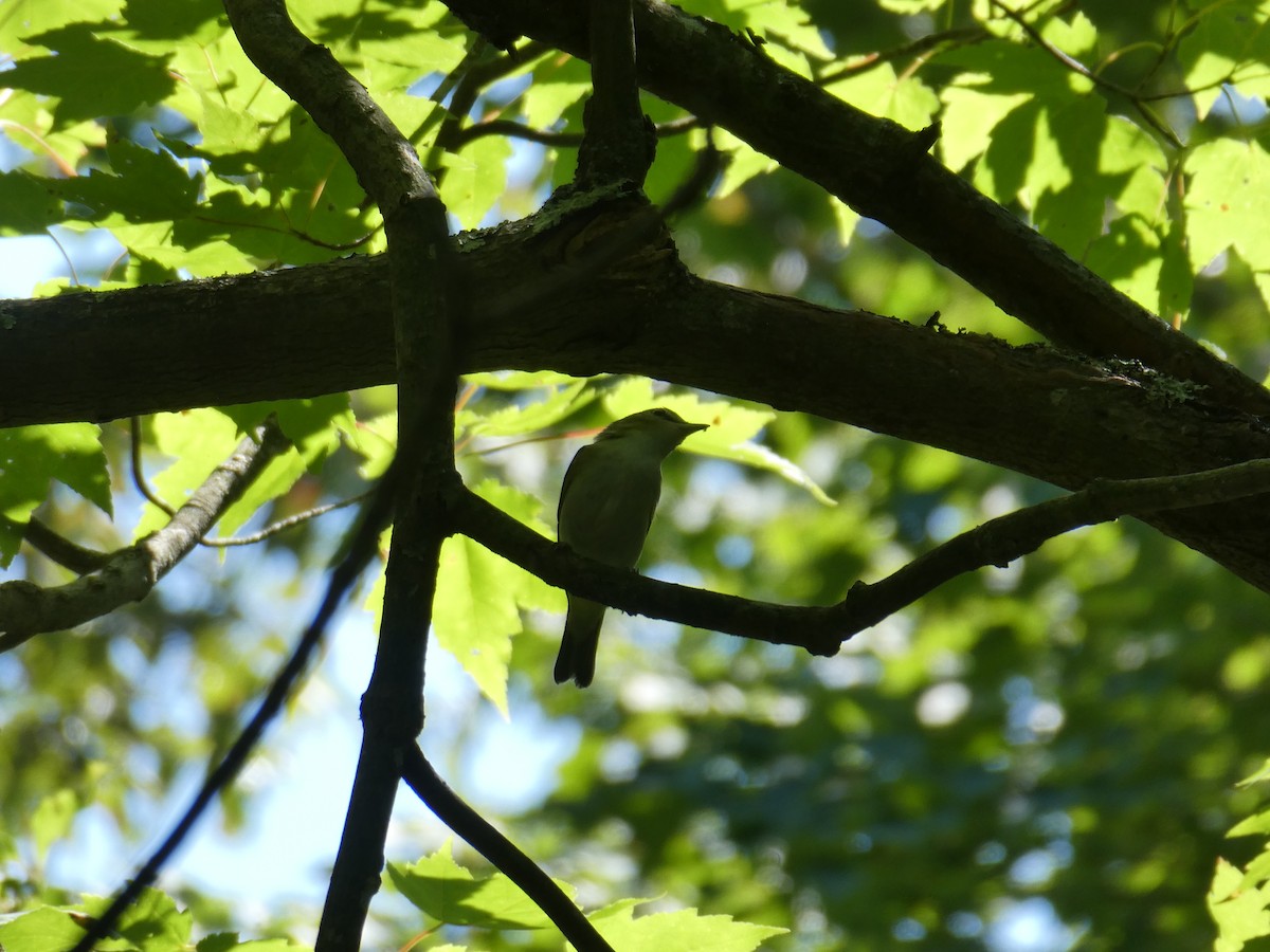 Red-eyed Vireo - ML609442936