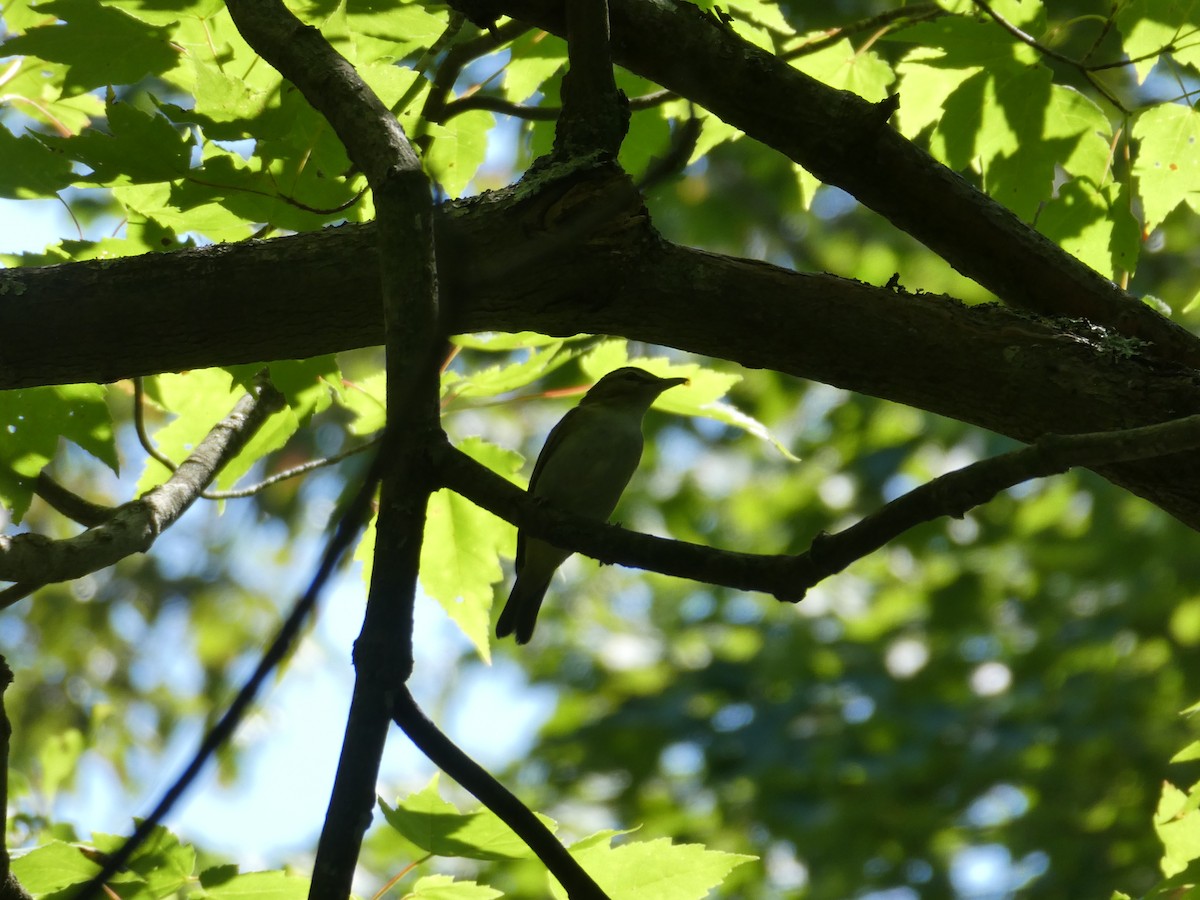 Red-eyed Vireo - ML609442938