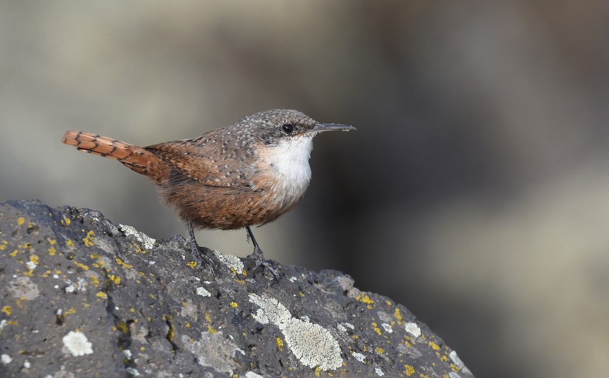 Canyon Wren - ML609442972