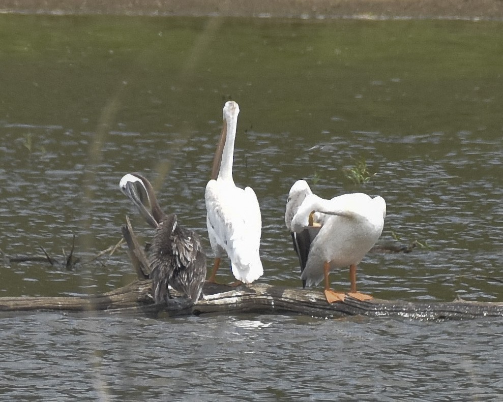 Brown Pelican - ML609442982
