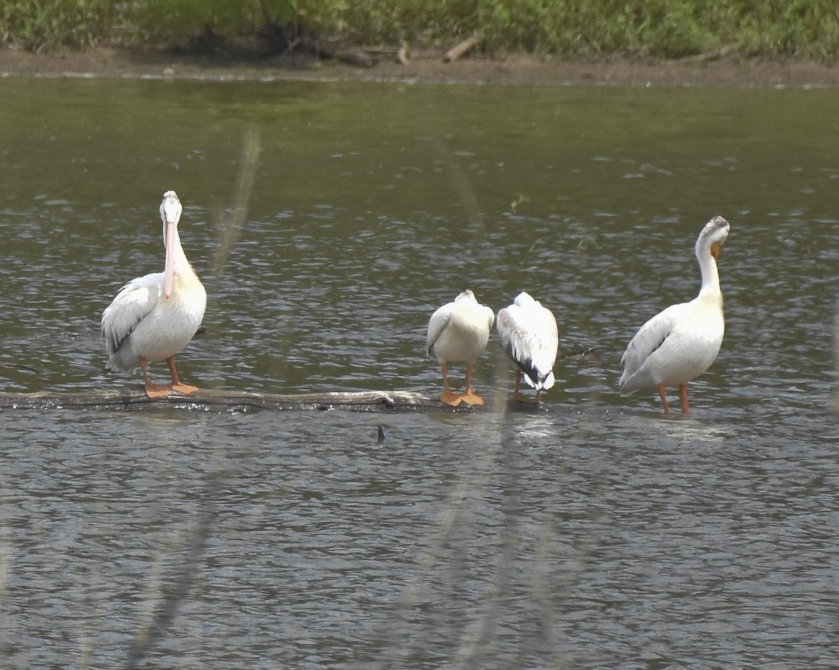 American White Pelican - ML609442983