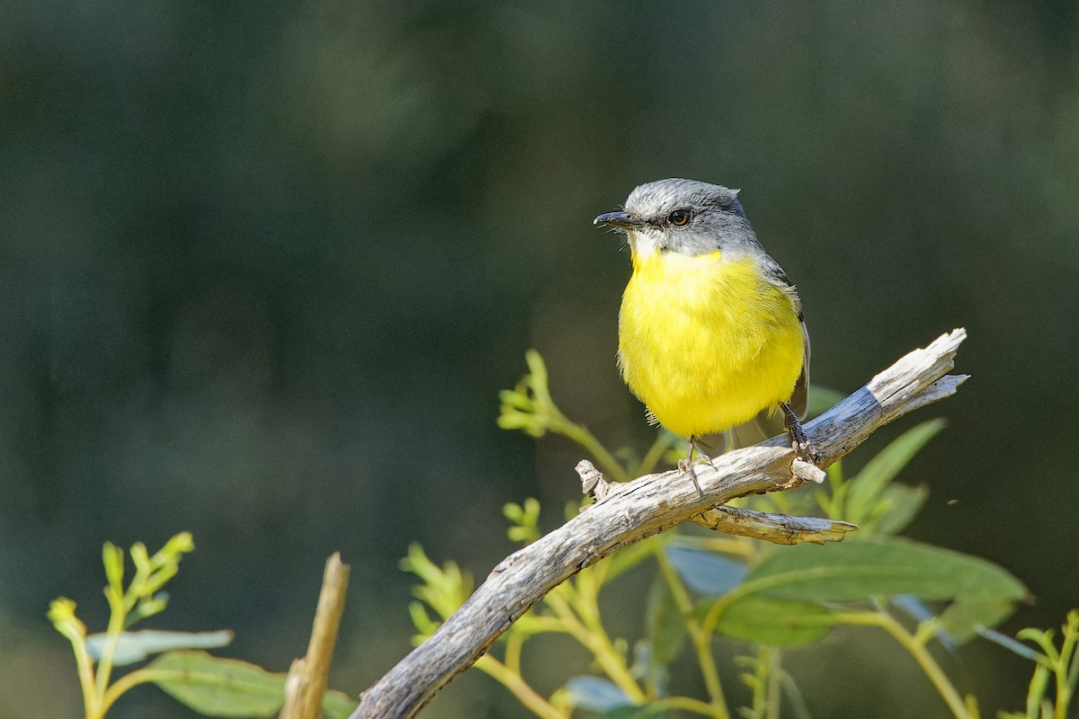 Eastern Yellow Robin - ML609443022