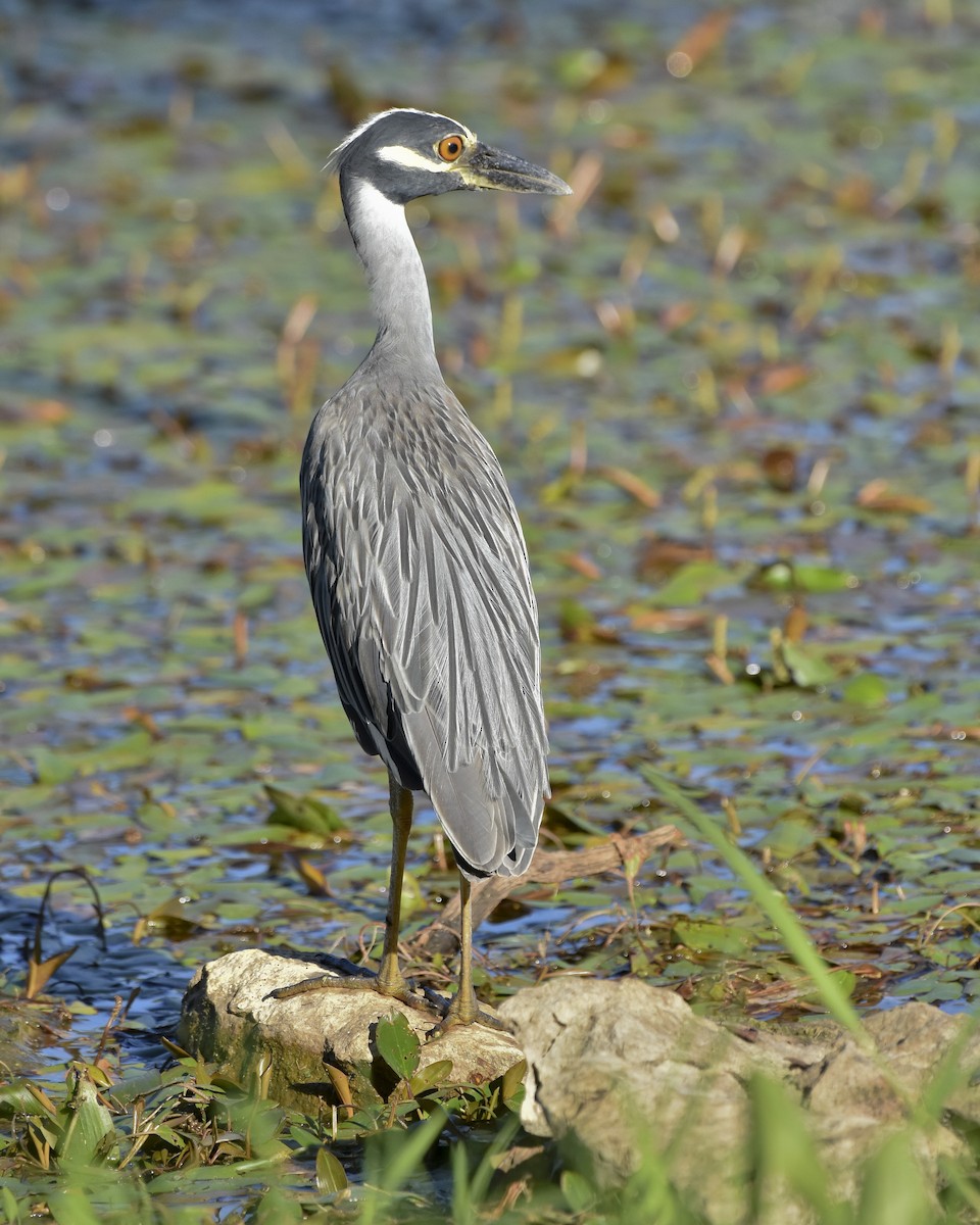 Yellow-crowned Night Heron - ML609443062