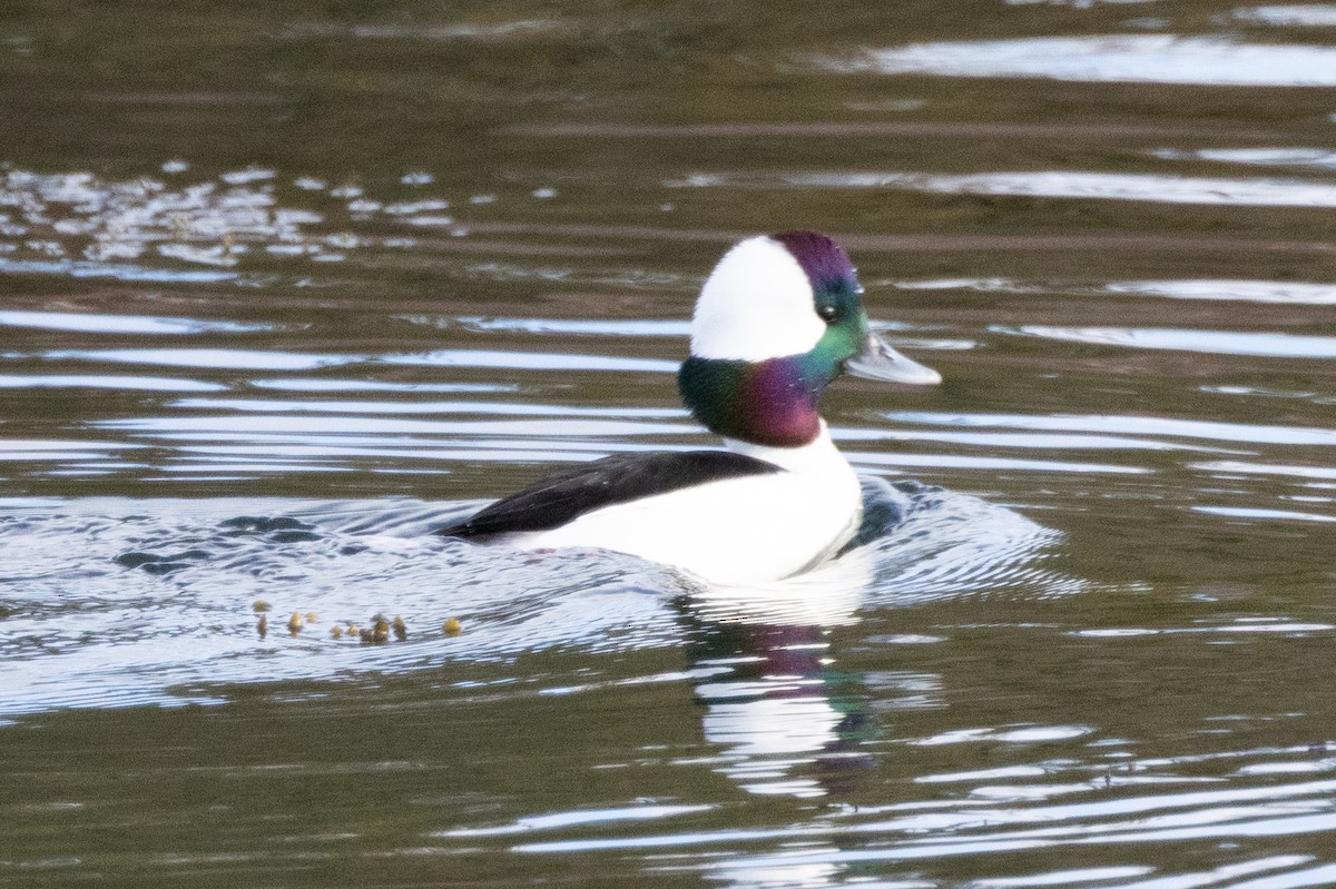 Bufflehead - ML609443184