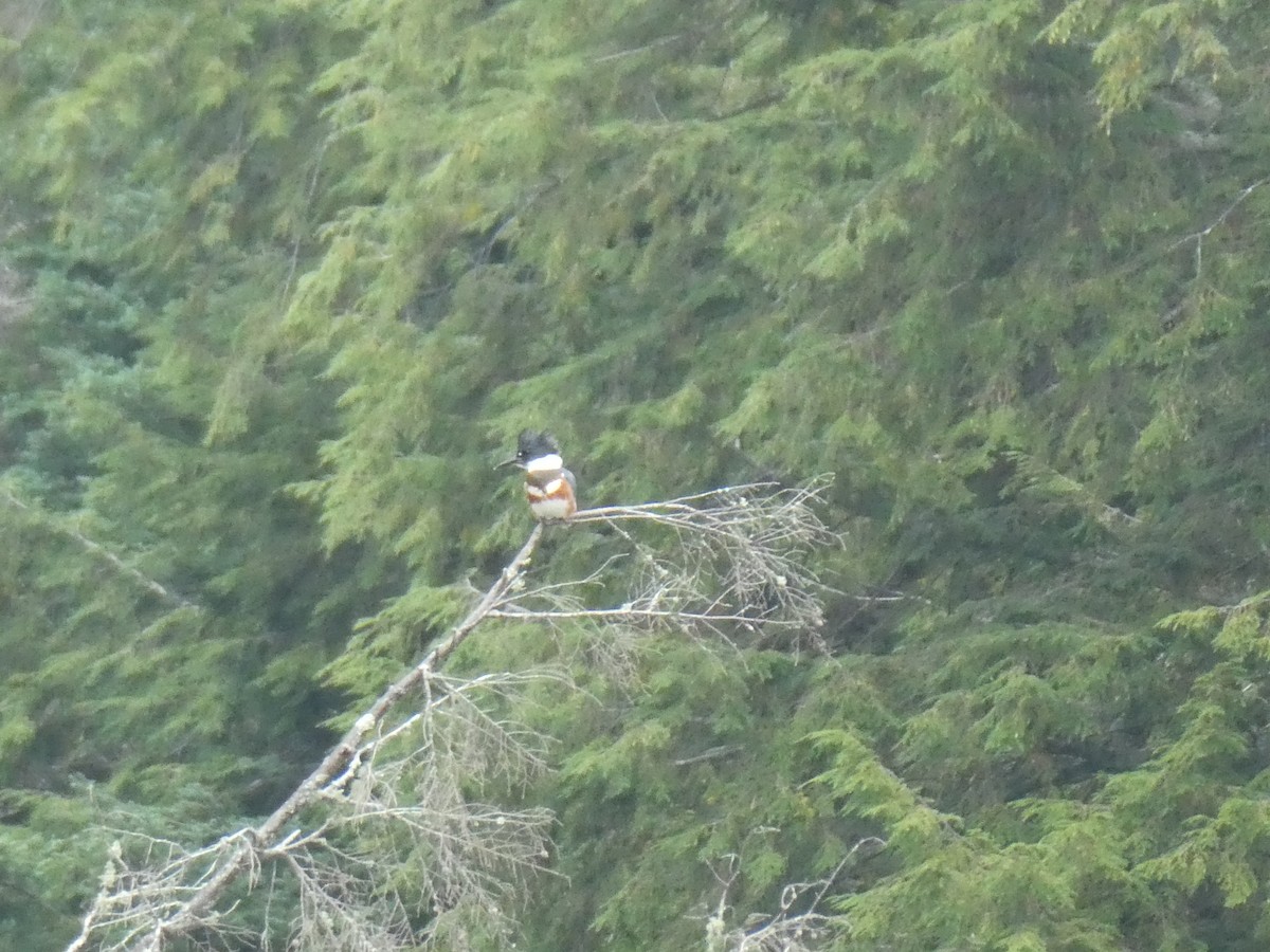 Belted Kingfisher - ML609443206