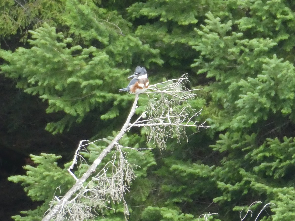 Belted Kingfisher - ML609443215