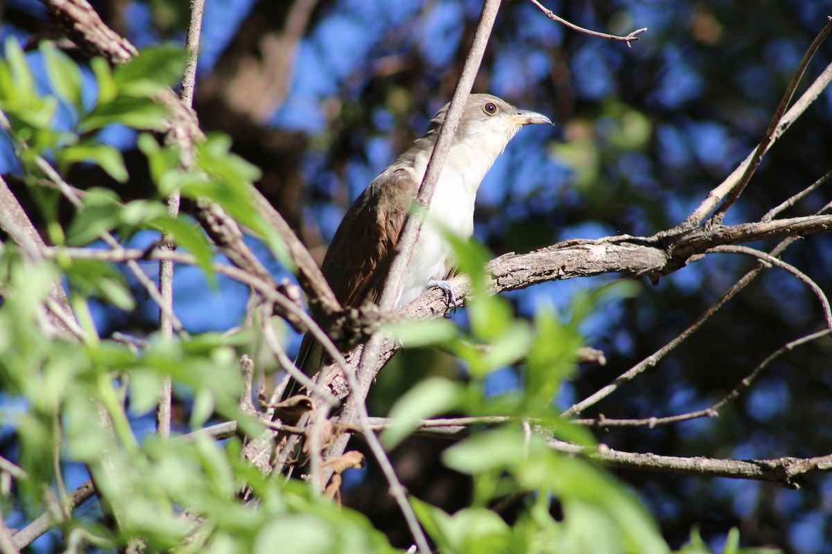 Yellow-billed Cuckoo - Jennifer Heim