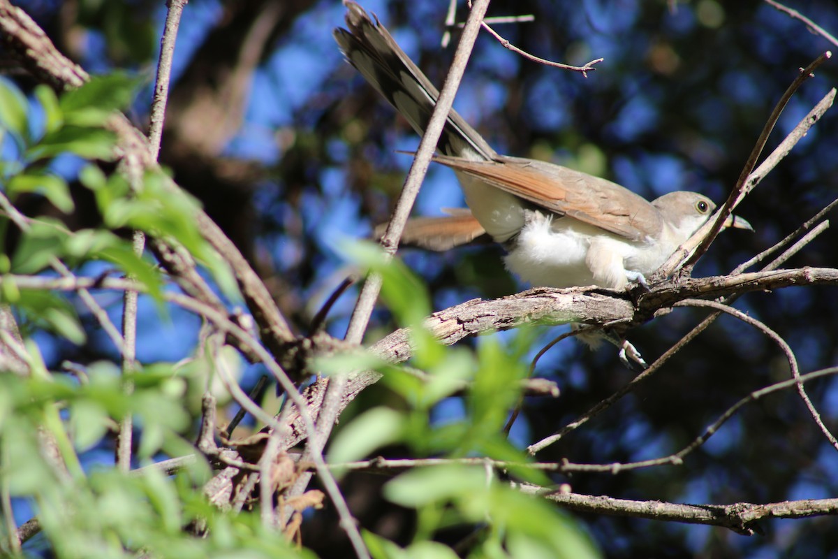 Yellow-billed Cuckoo - ML609443261