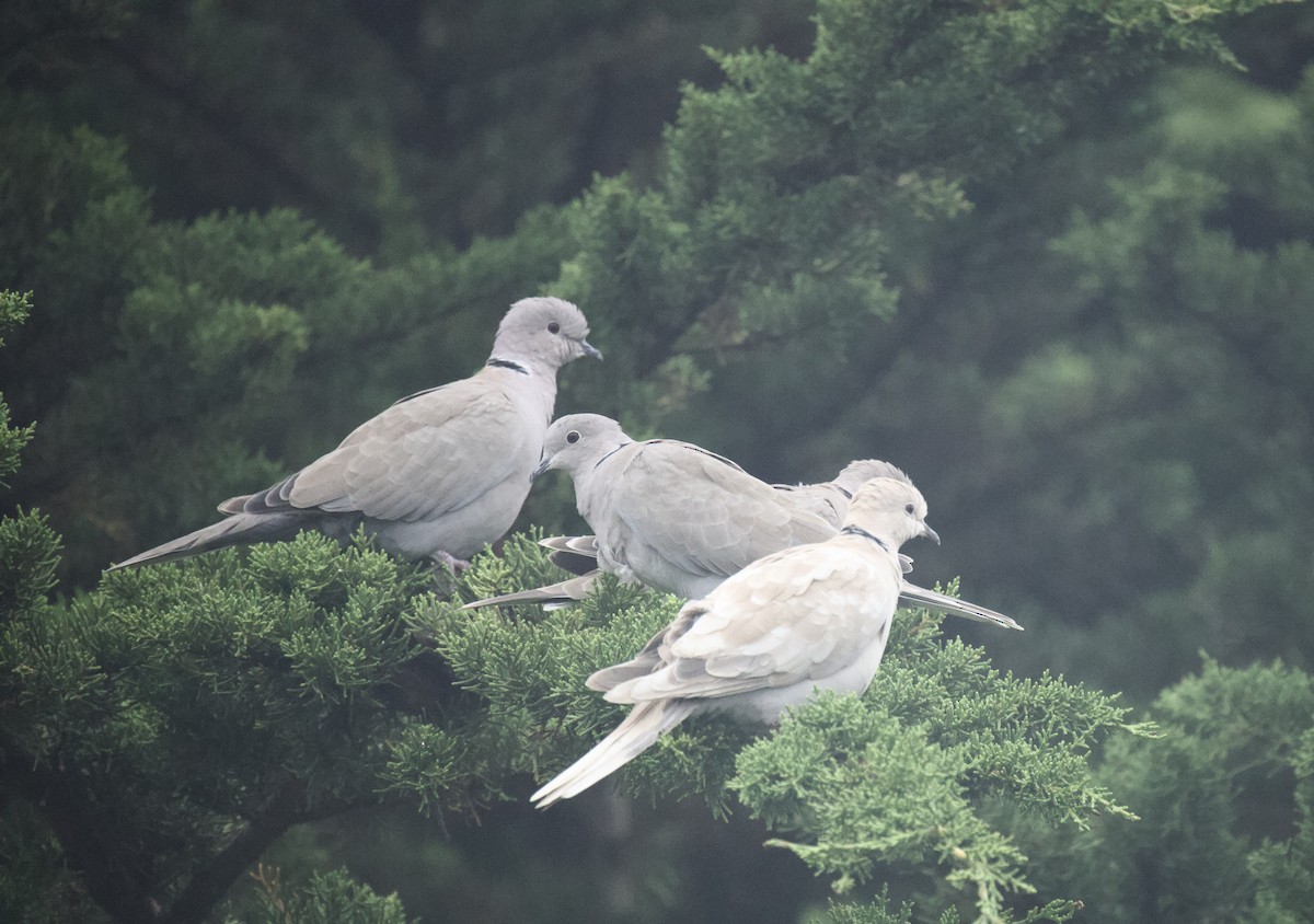 Eurasian Collared-Dove - ML609443264