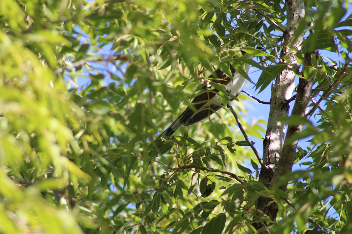 Yellow-billed Cuckoo - ML609443265