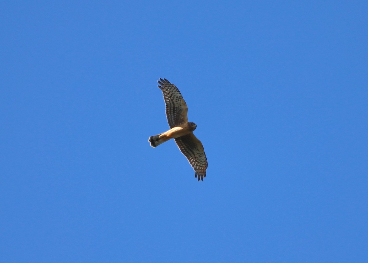 Northern Harrier - ML609443434