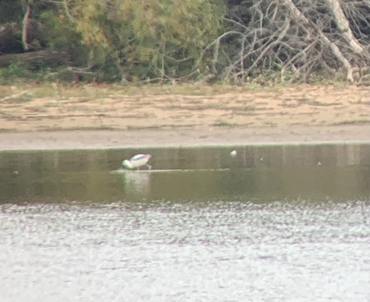 Avoceta Americana - ML609443477