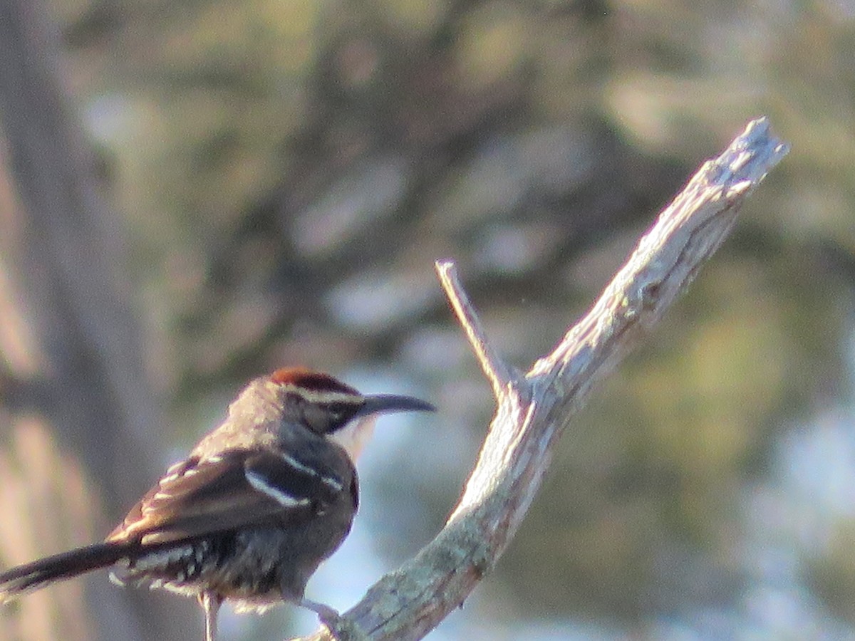 Chestnut-crowned Babbler - John McRae