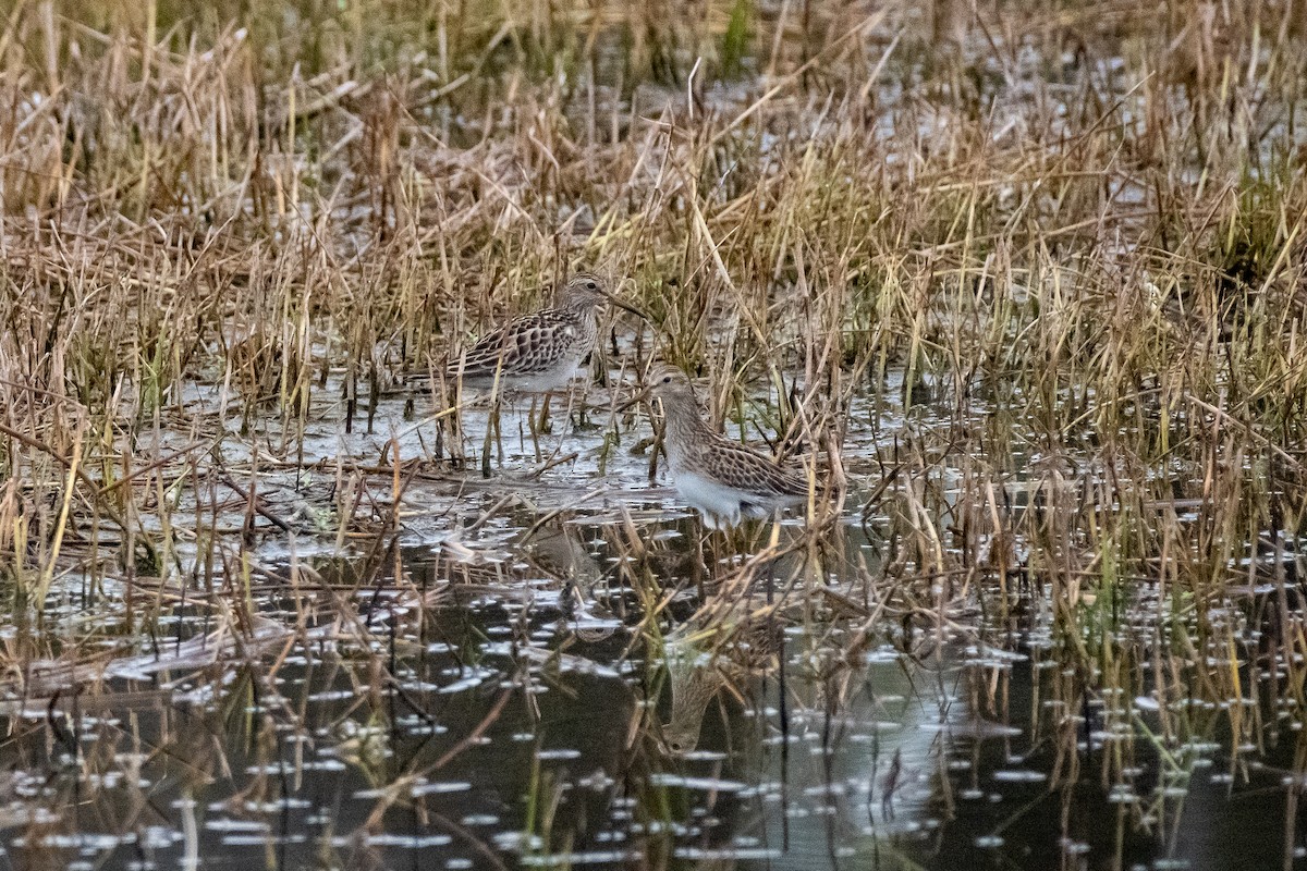 Pectoral Sandpiper - ML609443628