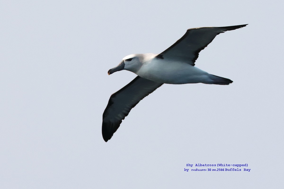Белошапочный альбатрос - ML609443650