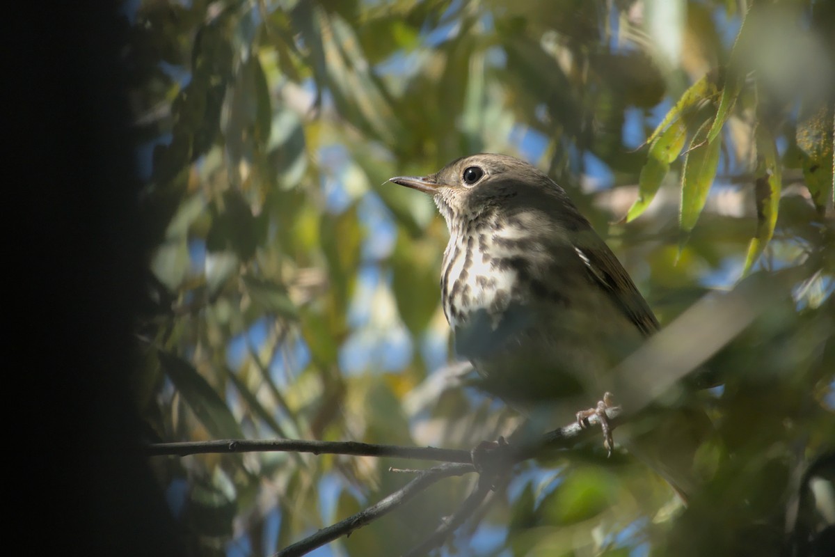 Hermit Thrush - ML609443715