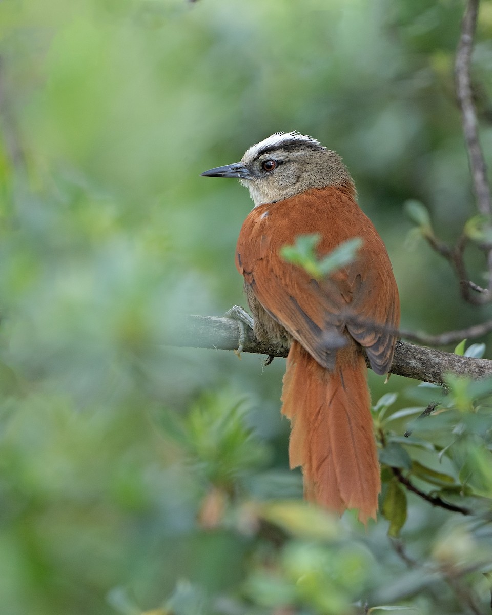 Vilcabamba Spinetail - ML609443719