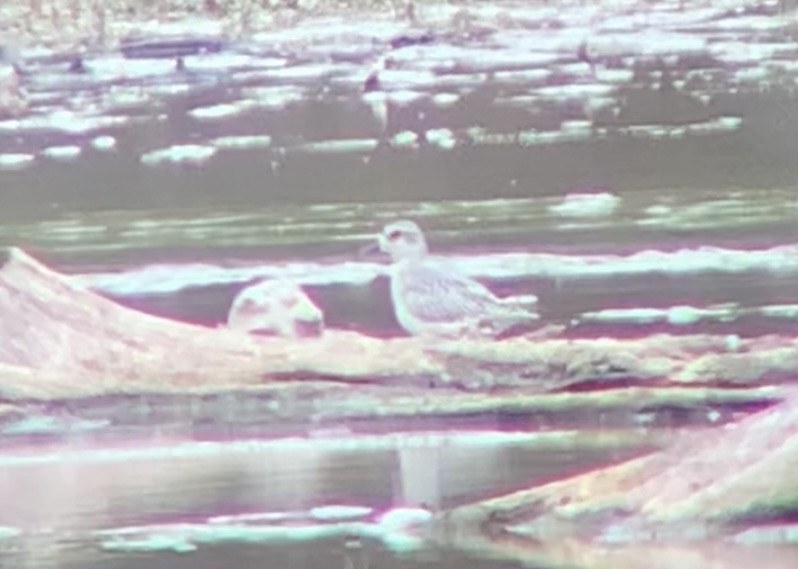 Black-bellied Plover - ML609443820