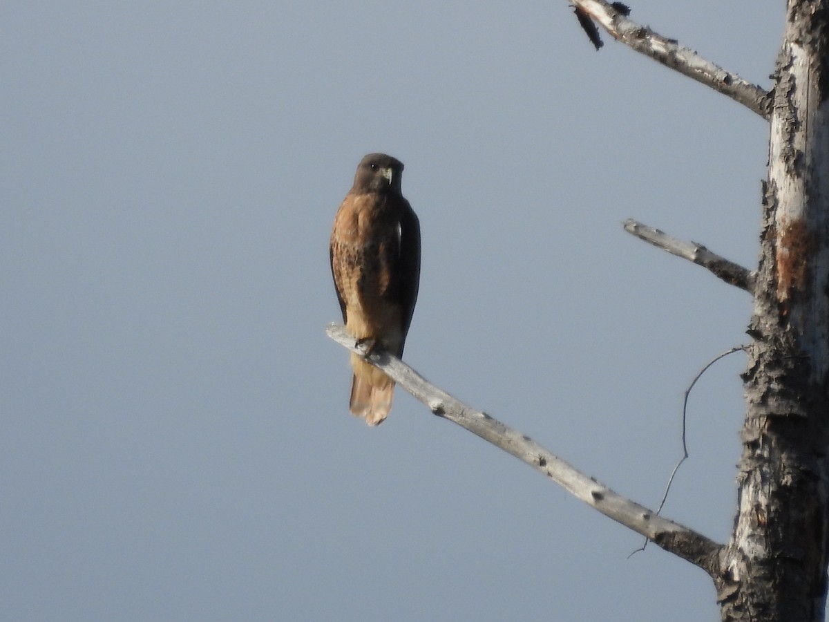 Red-tailed Hawk - ML609443834