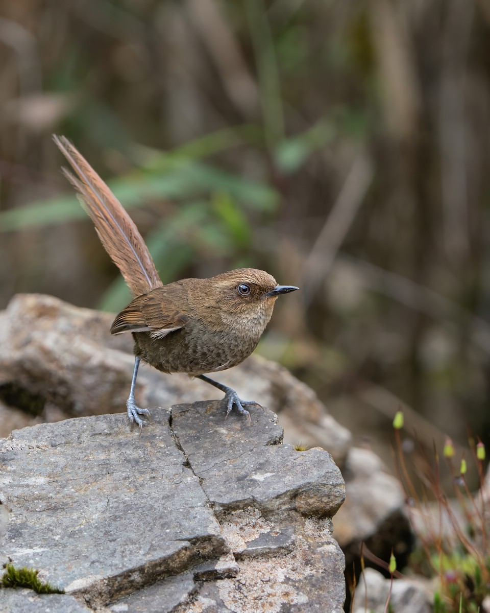 Vilcabamba Thistletail - ML609443878