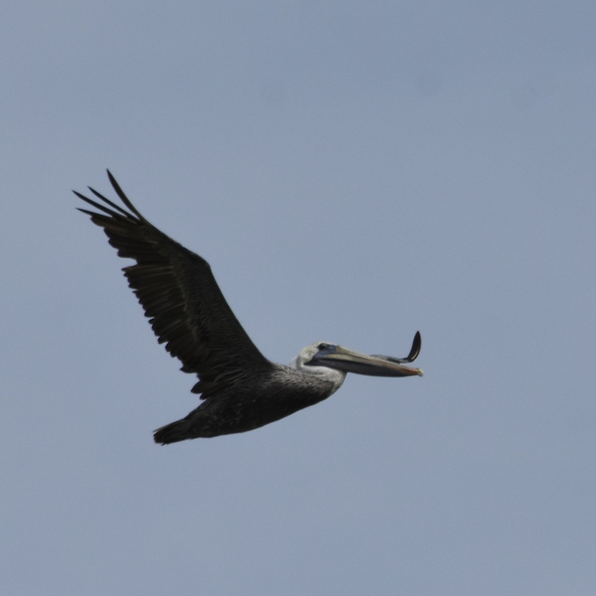 pelikán hnědý - ML609443932