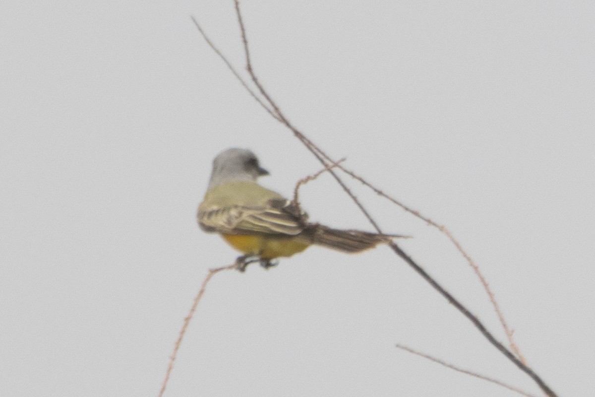 Tropical Kingbird - ML609443963