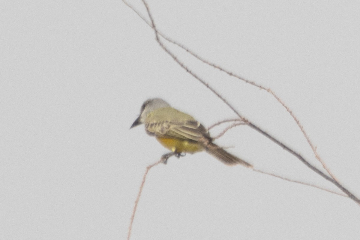 Tropical Kingbird - ML609443965