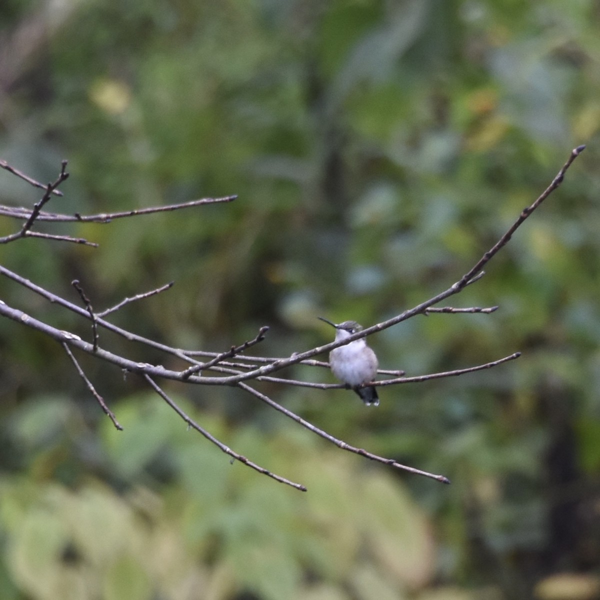 Ruby-throated Hummingbird - ML609443975