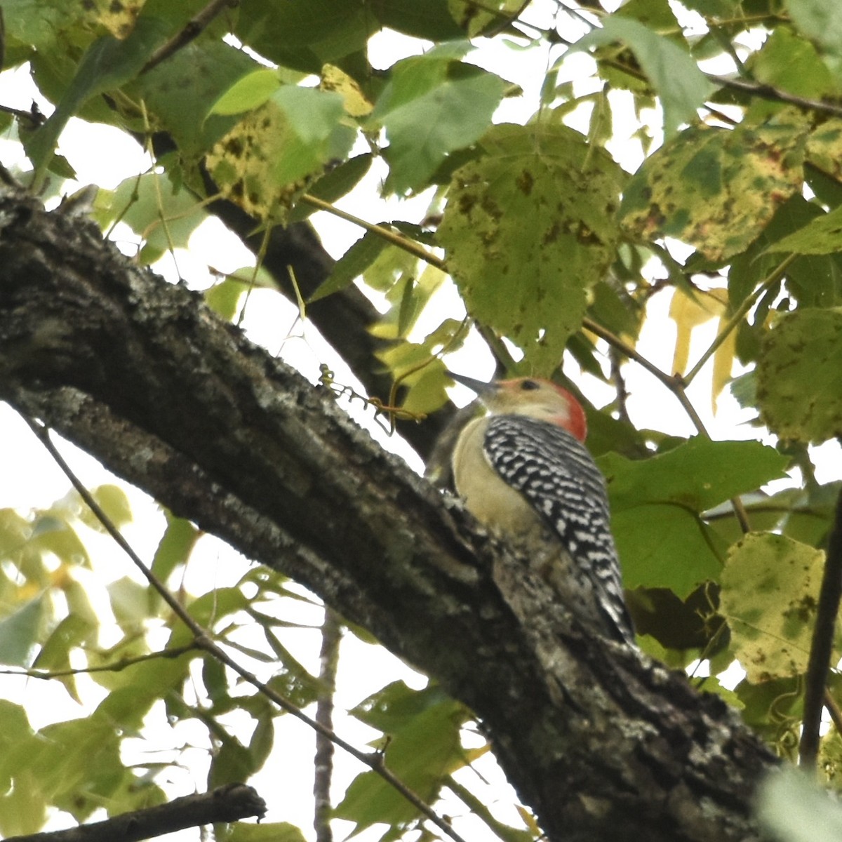 Red-bellied Woodpecker - ML609443984