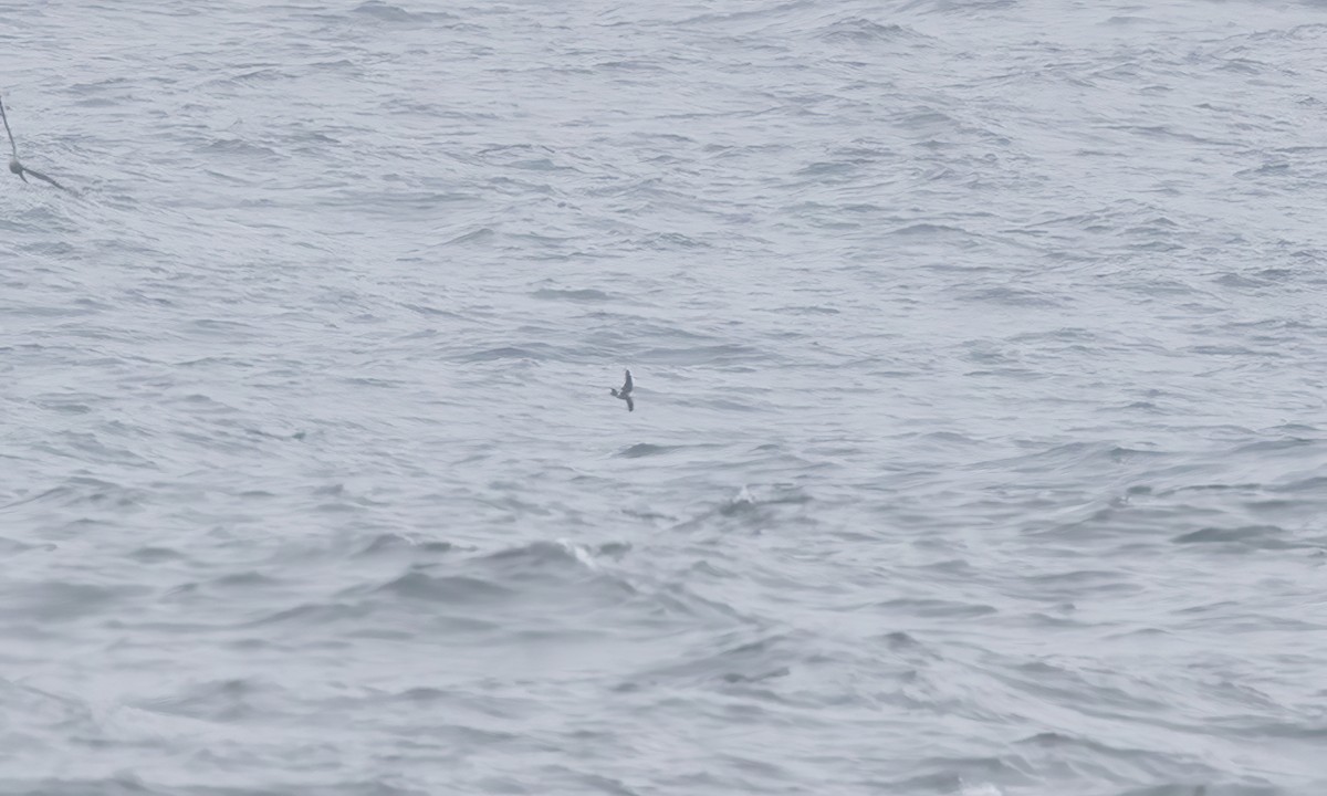 Leach's Storm-Petrel - ML609444103