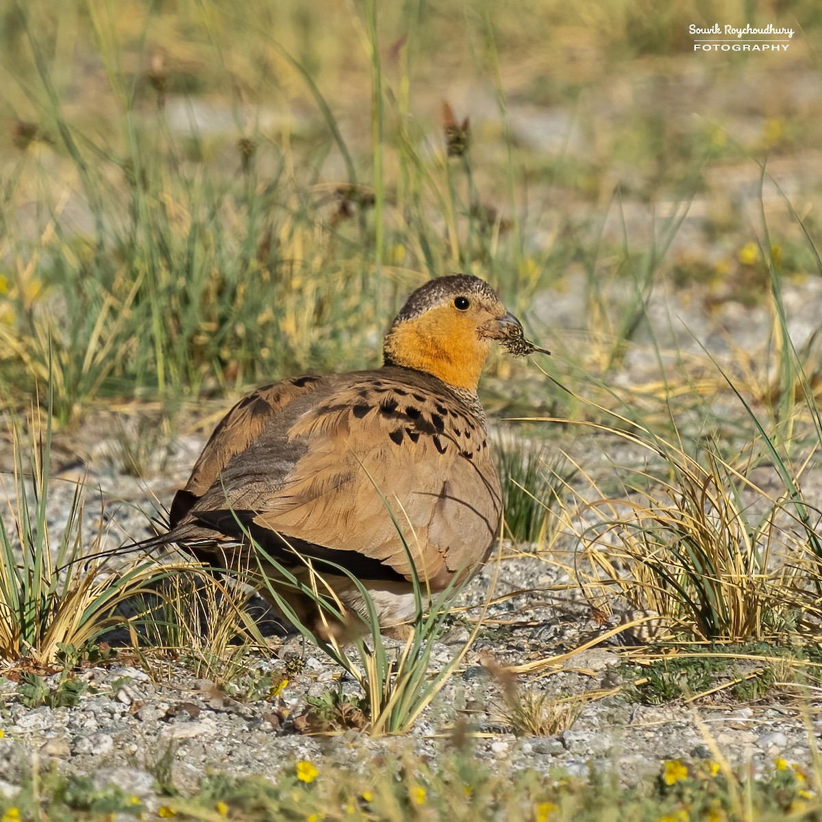 Tibetan Sandgrouse - ML609444108