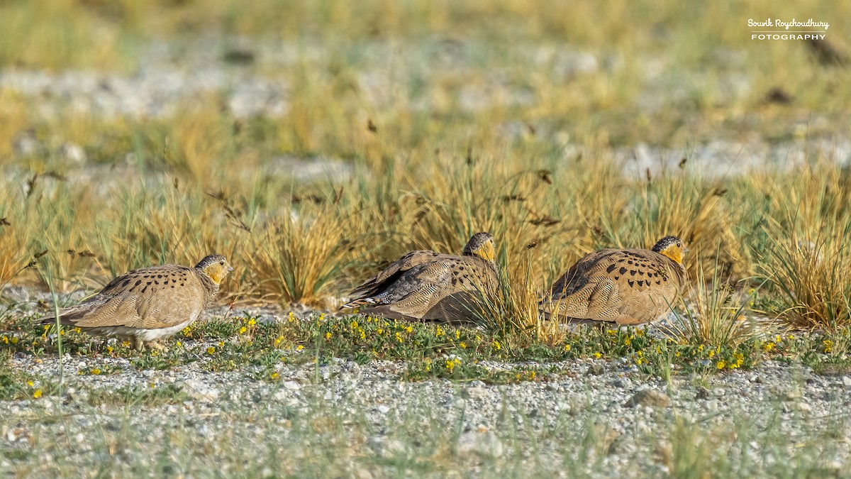 Tibetan Sandgrouse - ML609444111