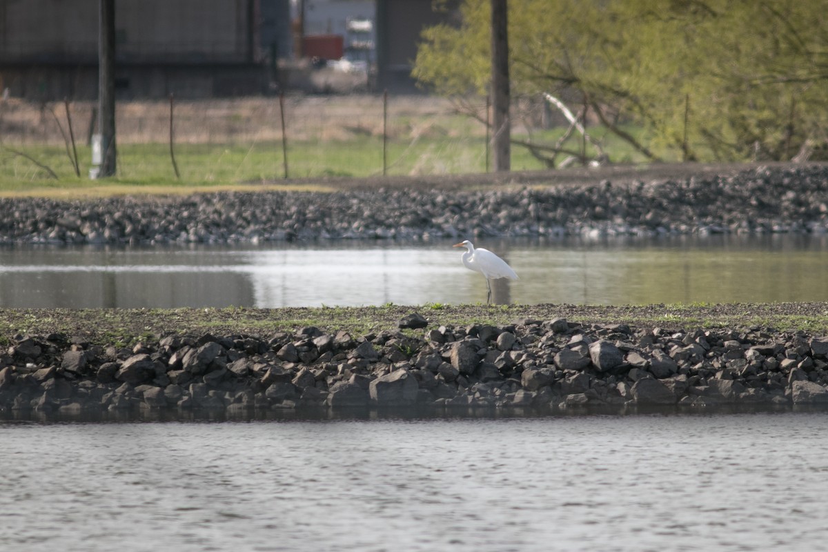 Great Egret - ML609444142