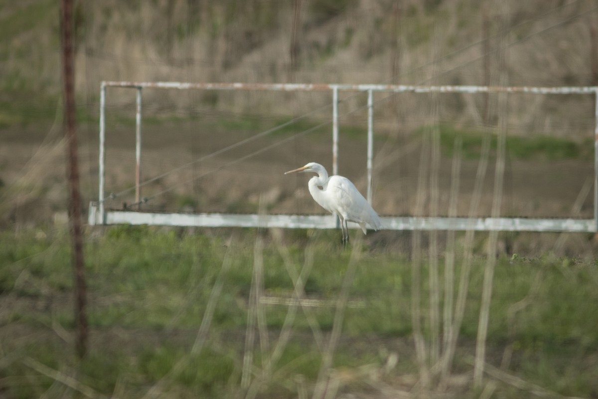 Great Egret - ML609444143