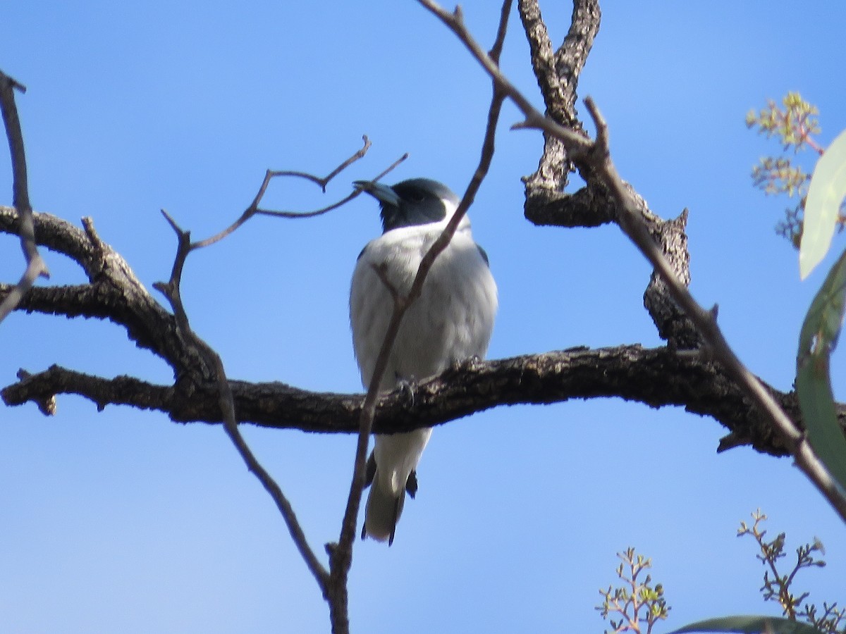 Masked Woodswallow - ML609444170