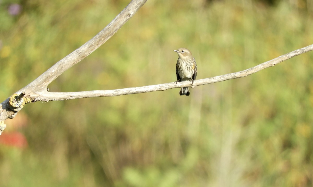 Yellow-rumped Warbler - ML609444172