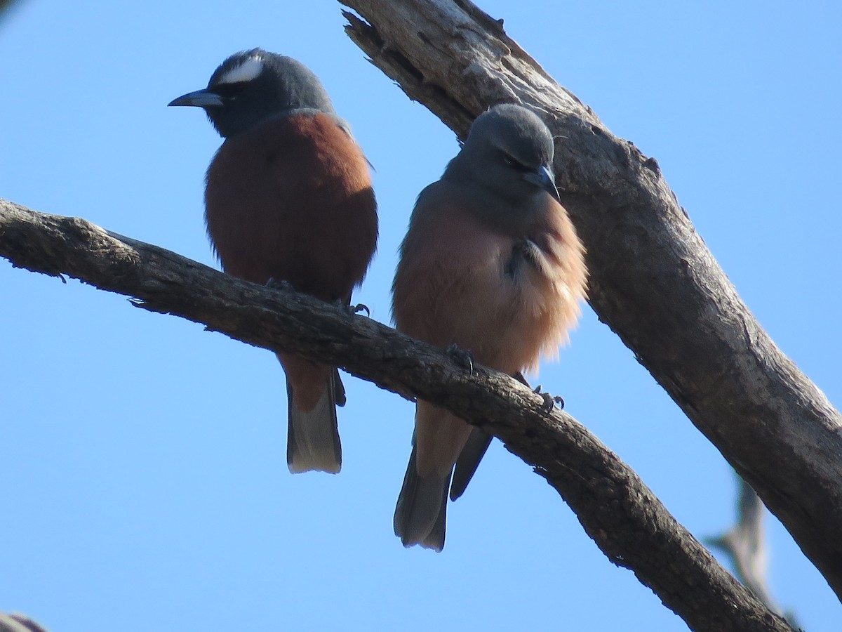 White-browed Woodswallow - ML609444180