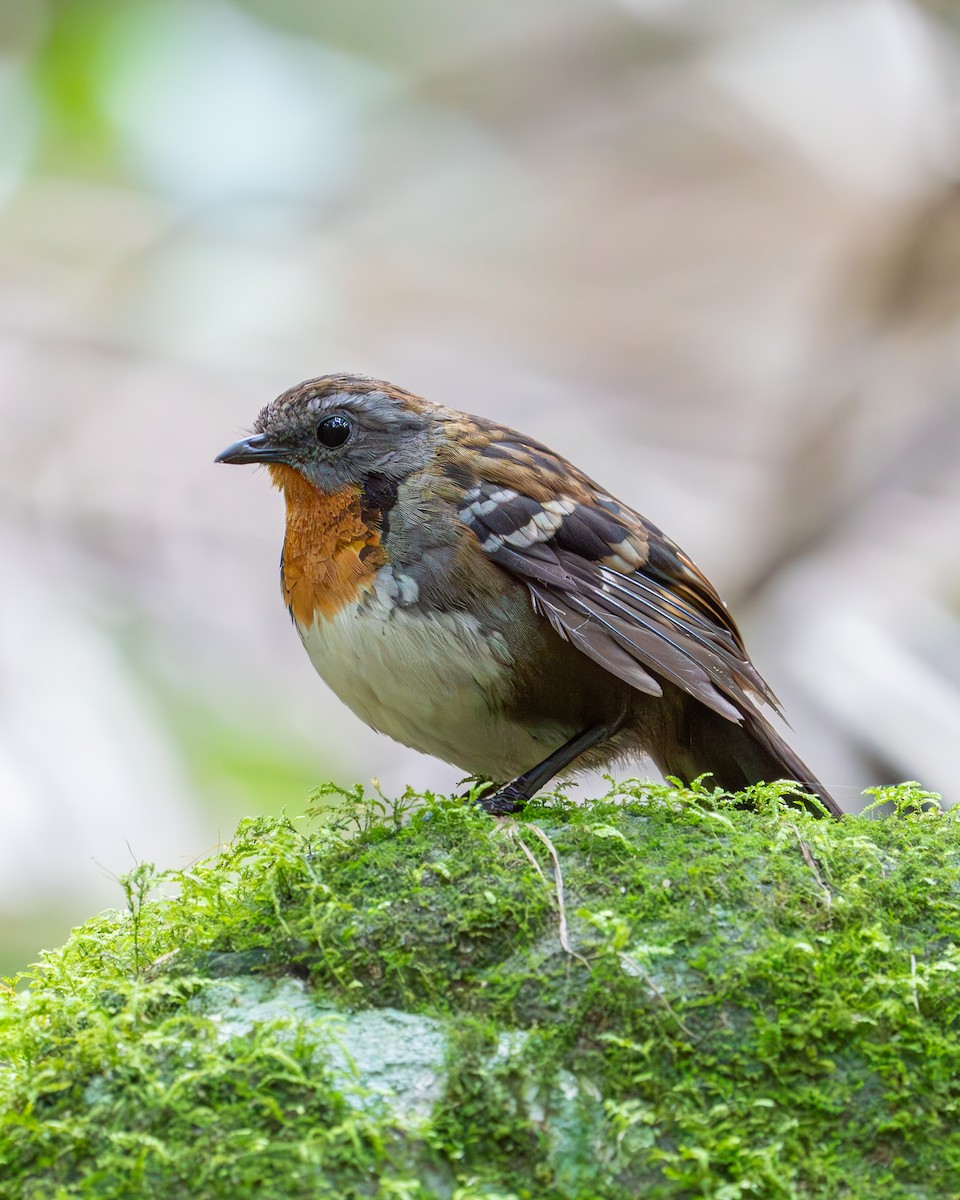 Australian Logrunner - ML609444225