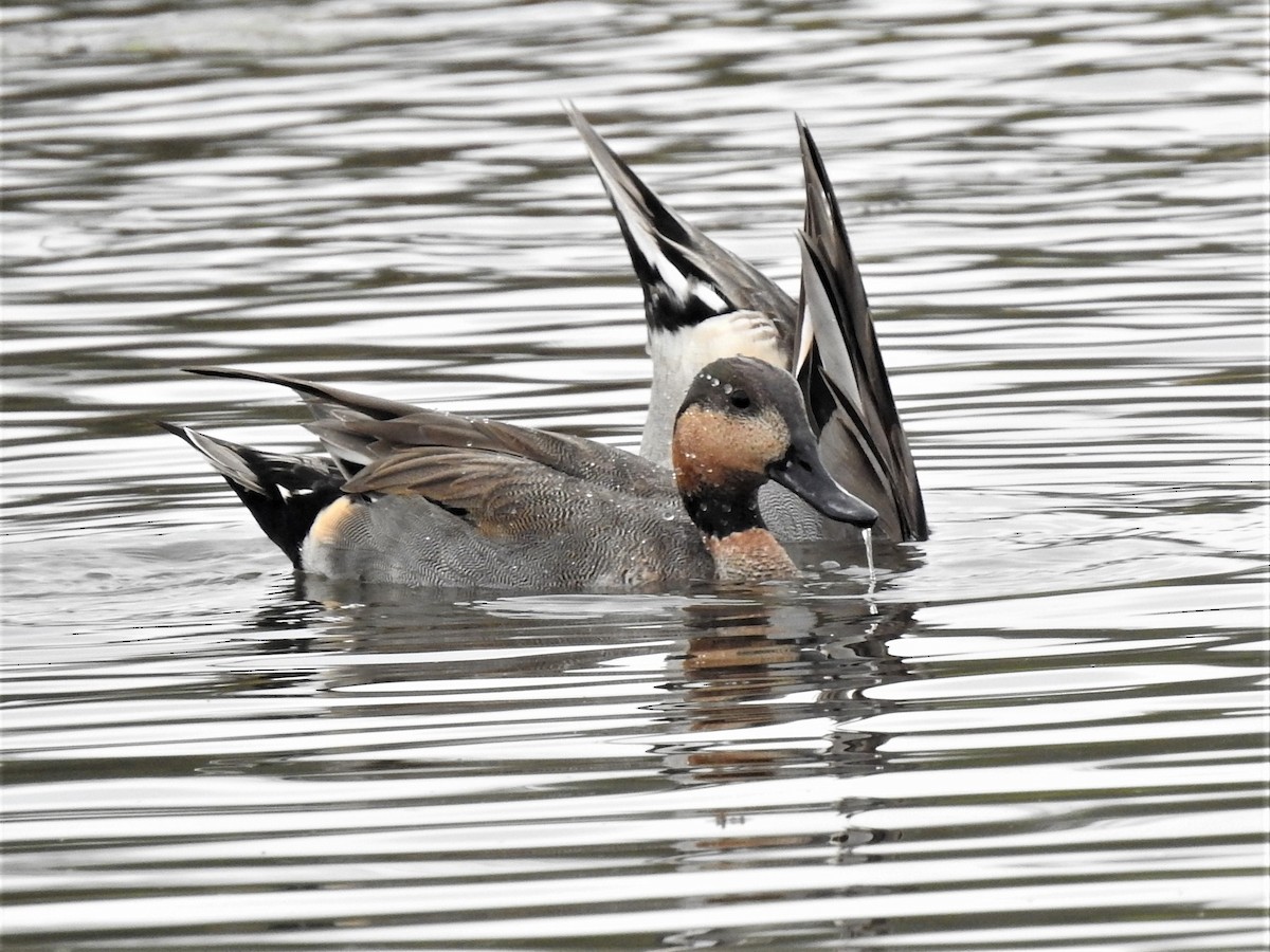 Gadwall x Northern Pintail (hybrid) - ML609444286