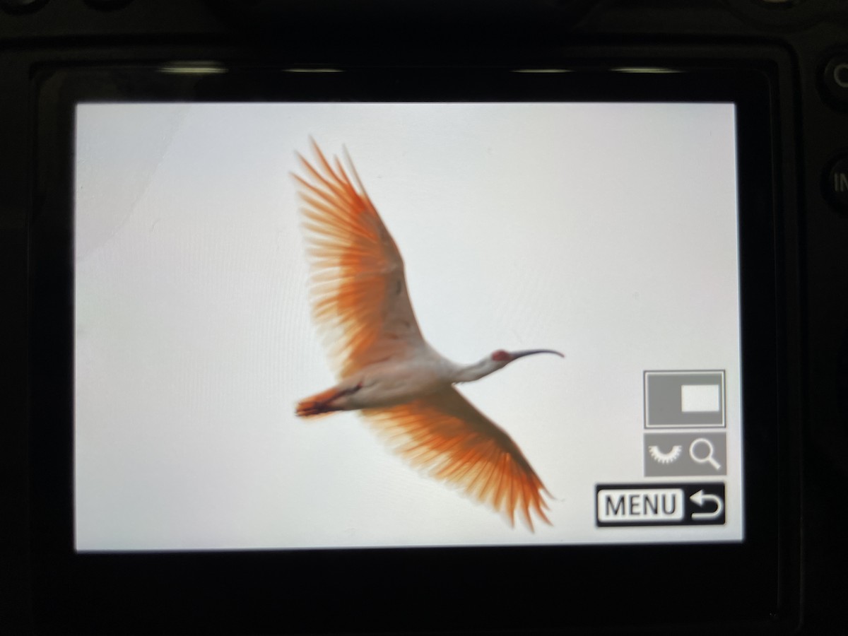 Crested Ibis - ML609444293