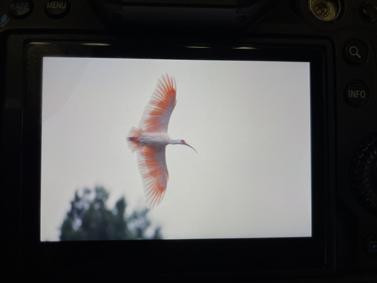 Crested Ibis - ML609444294