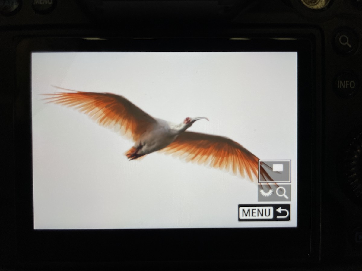 Crested Ibis - ML609444298