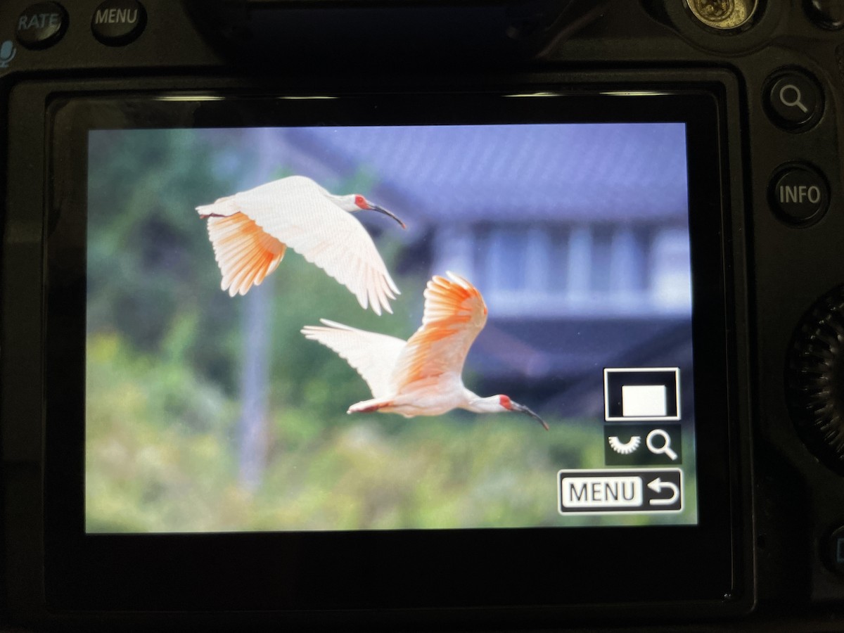 Crested Ibis - ML609444299