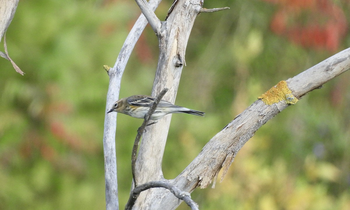 Yellow-rumped Warbler - ML609444305