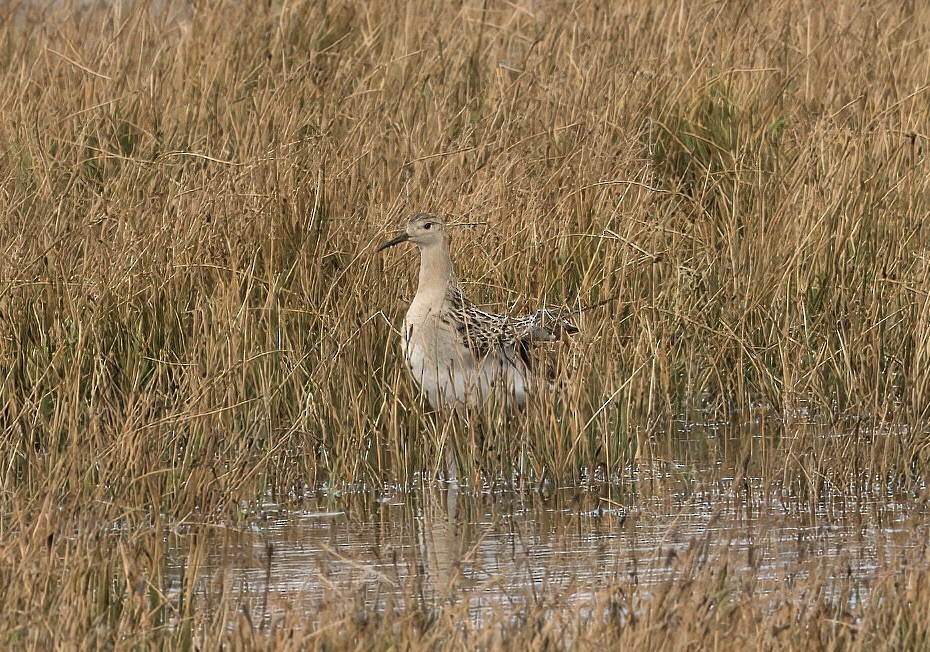 流蘇鷸 - ML609444321