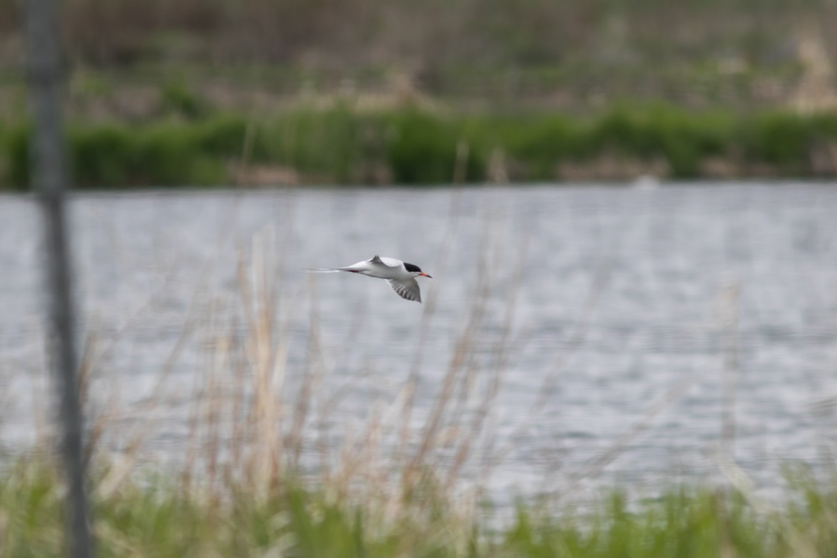 Forster's Tern - ML609444409